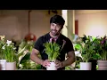 Calla Lily Care Guide - Picking, Placing, and Parenting Your Plant