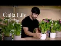 Calla Lily Care Guide - Picking Placing and Parenting Your Plant