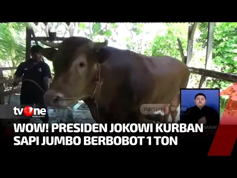 Penampakan Sapi Kurban Milik Presiden RI