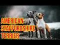 American Staffordshire Terrier Dog Breeds 101 All Info