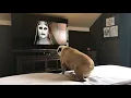 Download Lagu Bulldog’s Reaction To The Nun Trailer