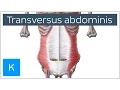 Transversus Abdominis Muscle Function Origins - Human Anatomy Kenhub