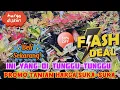 Download Lagu AGLONEMA TANIAN HARGA SUKA-SUKA, WAJIB BORONG SEMUA TERJANGKAU. eps 1408