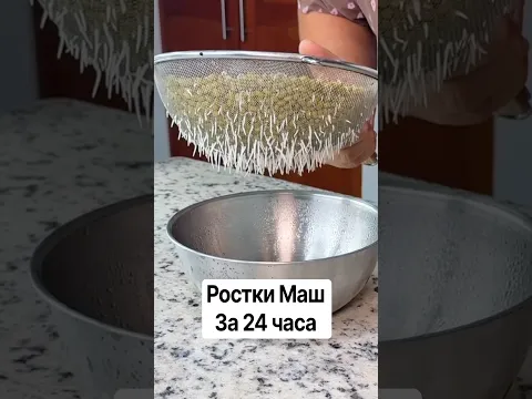 Проращивание ростков на кухне с помощью сита . Ростки Маш за 24 часа