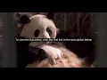 Saving the giant panda from extinction