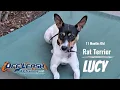 Best Rat Terrier Dog Training Gilroy Lucy