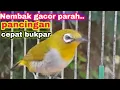 Download Lagu Pleci Buxtoni Ngalas Nembak Bren Ngotot Untuk Pancingan Agar Gacor Parah