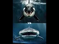 Download Lagu whale shark vs killer orca vs  ( crocodile, Dolphin, shark, sea lion, turtle, seal, octopus)