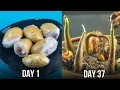 How To Grow Durian Plant From Seeds