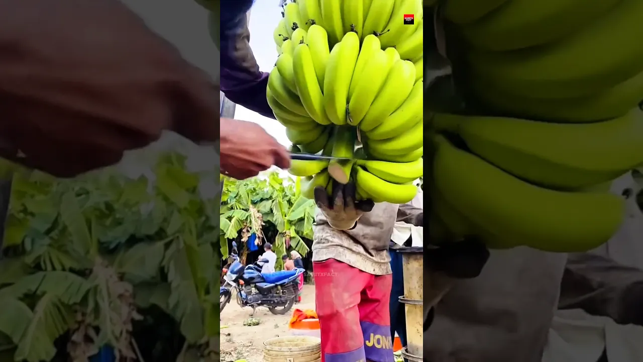 Banana tree π΄