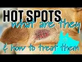 Hot Spots in dogs What are they and how do you treat them