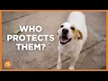 Yuma residents fight for stronger pet safety laws
