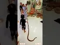 Download Lagu Omg 😱 This child playing with snake 🐍 #shorts