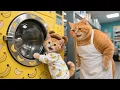 Lagu The Washer Breaks Down—Ginger Kitten \u0026 Mama Cat Work Part Time at a Laundromat to Buy a New One 🧺🐾