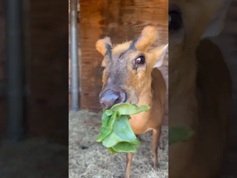 My deer Cashew DO HE LIKE!? 🦌