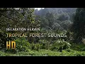 Download Lagu Suara Binatang Hutan, Burung, Monyet, Serangga - Hutan Hujan Tropis - Indonesia Rainforest Sounds