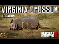 Virginia Opossum Location - Red Dead Redemption 2