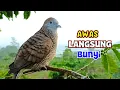 Lagu Pancingan Suara Burung Perkutut Pikat Memanggil Kawan Super Ampuh 