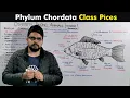 Download Lagu Class Pices Of Phylum Chordata