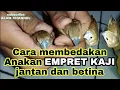 Download Lagu Cara membedakan anakan empret kaji jantan dan betina.ciri ciri empret kaji jantan dan betina.