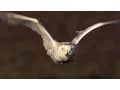 Download Master of the Sky: Owl Vs Wolf | Super Powered Owls | BBC mp4 3gp mp3 videos - waplic