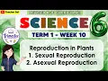 Science 6 Term 1 Week 10 - Reproduction in Plants1 Sexual Reproduction 2 Asexual Reproduction