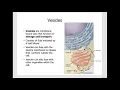 Bio 111 Chap 4 Cell Structure Part 3 Endomembrane system and cytoskeleton
