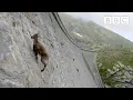 Download Lagu The incredible ibex defies gravity and climbs a dam | Forces of Nature with Brian Cox - BBC