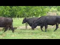 The Cattle Range Listing 906C492-201
