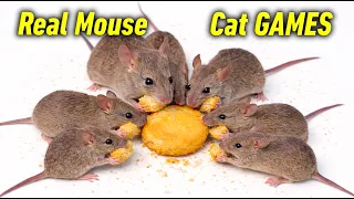Cat TV - Real Rat s for Cats to Watch Cat GAMES for Entertainment