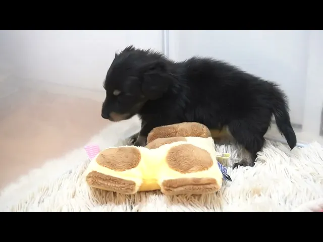 動画