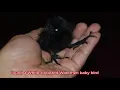 Download Lagu White breasted Waterhen baby bird feeding