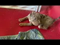 American bullies update 6 weeks old today Storm X FaceTime litter