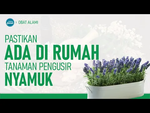 4 Tanaman Alami Penangkal Nyamuk