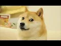 C418 Dog Played Over Cursed Images of Dogs
