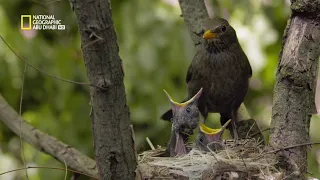 صيادو البري ة الحيوانات البري ة ناشونال جيوغرافيك أبوظبي 