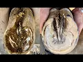 Helping Poor Horse with Bad Overgrown Hooves Transformation Start to Finish