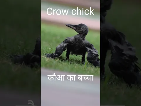 Crow chick , कौआ का बच्चा ।।  #crow #chick