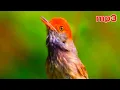 Download Lagu Suara Burung Prenjak Campuran