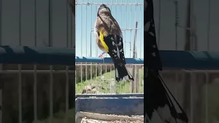 تغريد طائر الحسون روعة في القفص  تغريد طائر الحسون روعة في القفص