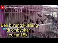 Lagu beli burung kutilang ombyokan harga cuma 15k//@kutilangkeramat