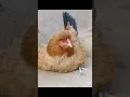 Funny Hen Sound 🐔 Hen Voice - Murgi Ki Awaaz #shorts