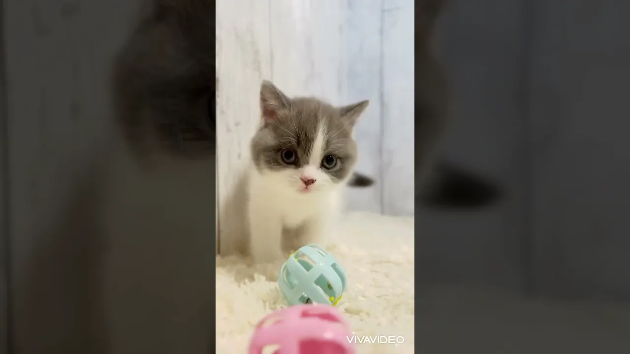 動画