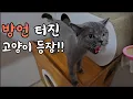 Download Lagu 말하는 고양이 보러 오세요~ 방언 터진거 같아요 ㅎㅎㅎ