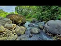 Download Lagu 🌿Sungai Tenang Mengalir di Bawah Pohon Bambu dan Batu Alam - Untuk Tidur atau Belajar | White Noise