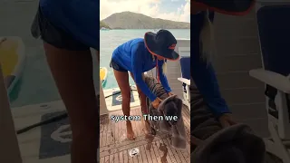 Gypsy’s Pampered Paw Cleaning Routine