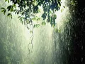 THE CURE - A Forest (lyrics)