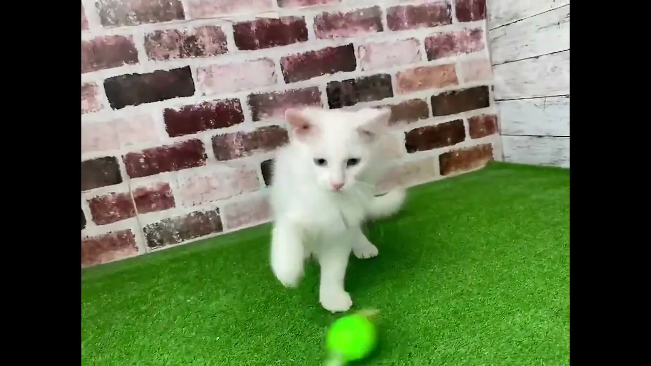 動画