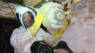 MASSIVE Yellow Jacket SUPERNEST In a Basement INFESTATION | Wasp Nest Removals!