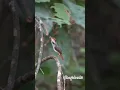 Download Lagu prenjak coki very beautiful little bird #birds #birdsong #birdsounds #nature
